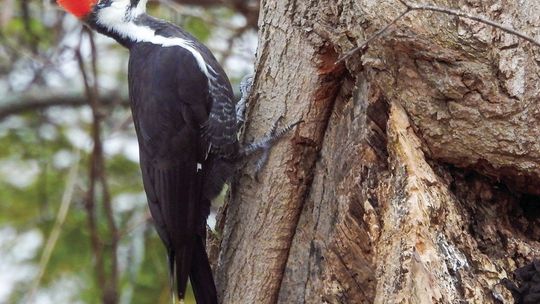 A Pileated Woodpecker is spotted on a tree during the 2023 bird count that happened earlier in December. Photo courtesy of Jenny Young