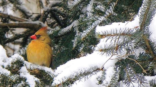 A female cardinal sits sheltered in a snow cover pine tree on the Leelanau