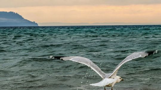 A gull sails in the breeze at Good Harbor Beach