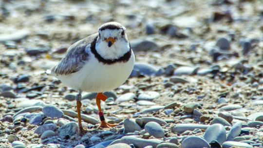 A Pour for Plovers