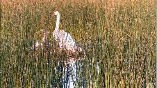 A swan family is partially hidden from boaters in Lake Leelanau