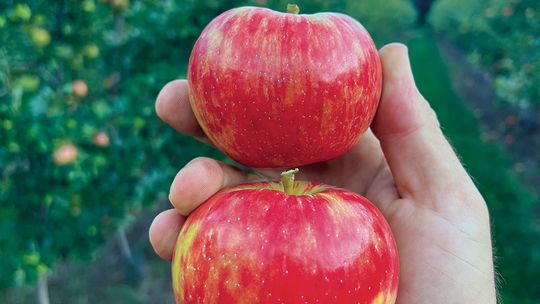 APPLE SEASON IN FULL SWING