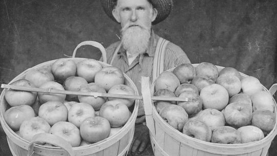 Apples ‘first commercial crop’