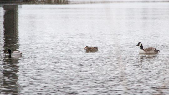 ‘Average’ bird numbers in Christmas count