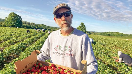 Bardenhagen Berries strawberry harvest
