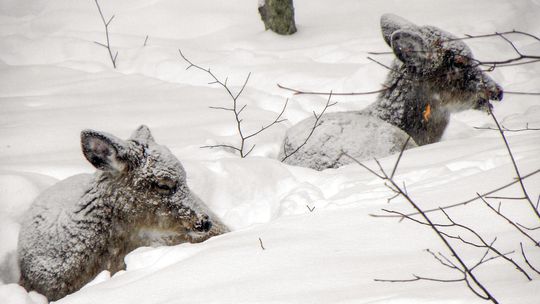 Be cautious on the ice