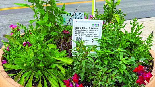 Bee a citizen scientist!