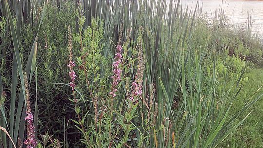 The two biggest lake associations in the county are taking aim at eradicating purple loosestrife, including this plant found growing south of the Lake Leelanau Narrows. Enterprise photo by Alan Campbell