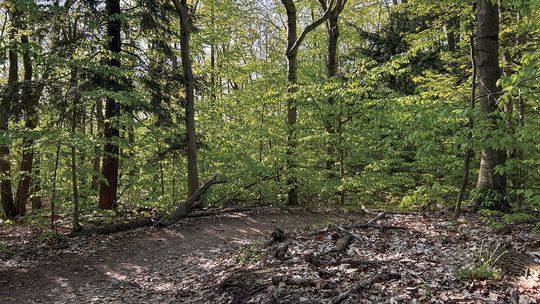 Palmer Woods Forest Reserve, a Leelanau Conservancy property, is perhaps the best location in the upper half of the Lower Peninsula for mountain biking. Courtesy photo