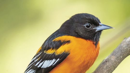 Birding on the peninsula with Kirk Waterstripe