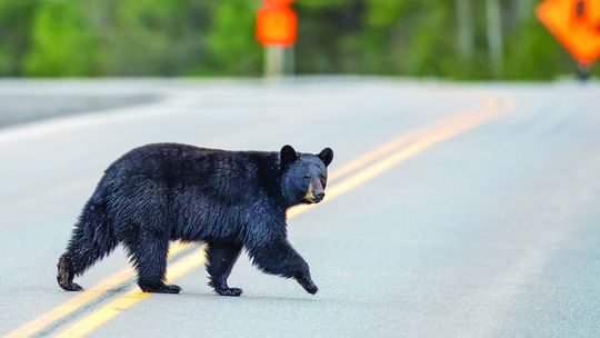 Spring awakening:  Black bear to emerge from hibernation