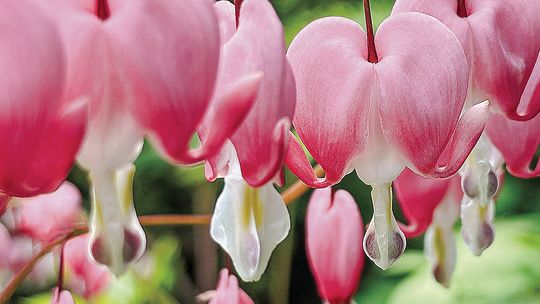 Bleeding Heart are spring-blooming flowers that like shade. Photo by Mike Haynes