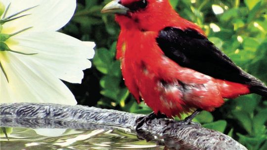 Bob Jones of Glen Arbor recently spied this Scarlet Tanager as his bird bath. Jones says it is a rare species to see. Courtesy photo