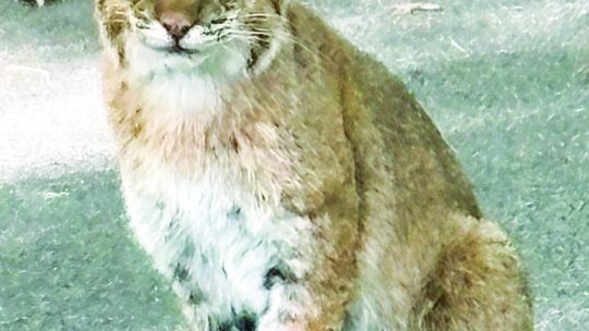 Bob Wheeler of Omena had to be quick to capture a picture of a bobcat near his home.