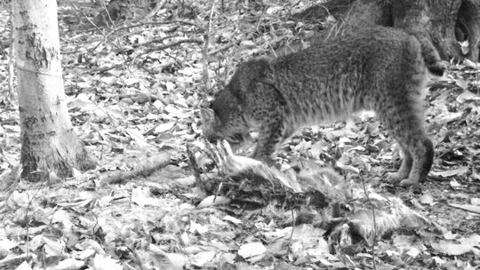 Bobcat