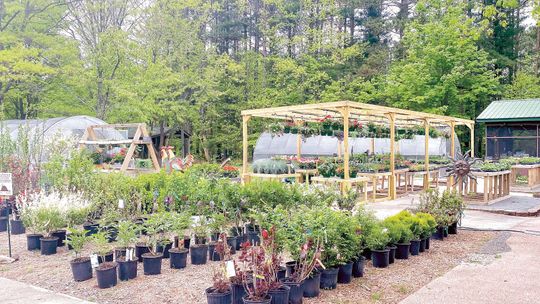 Bright Lane Gardens offer native plants and more