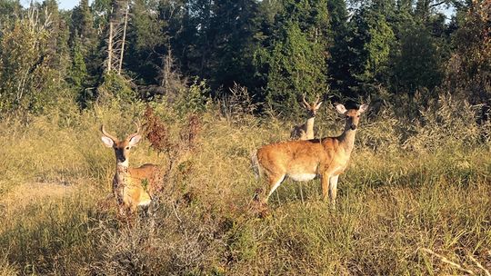A mother and two young bucks spotted browsing in Glen Haven. Photo credit: Cindy Waldeck