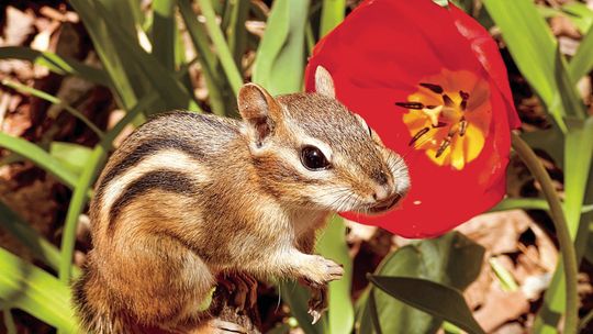 cheerful chipmunk