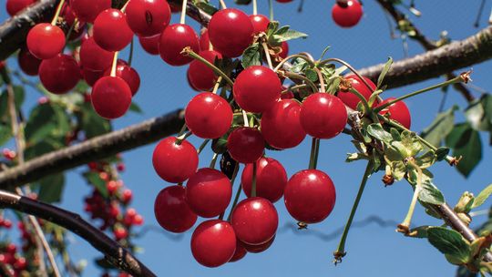 Sen. John Damoose has sponsored a bill making cherries the official state fruit. Enterprise file photo