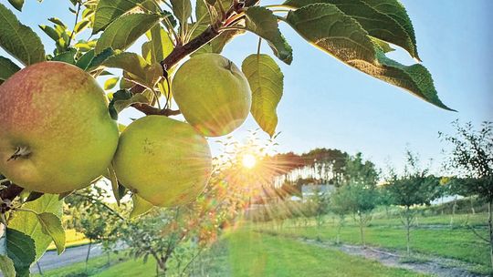 Cideries prepare for Up North Fest; reports of “steady summer”