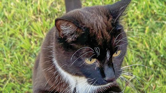 Confessions of a reluctant cat owner
