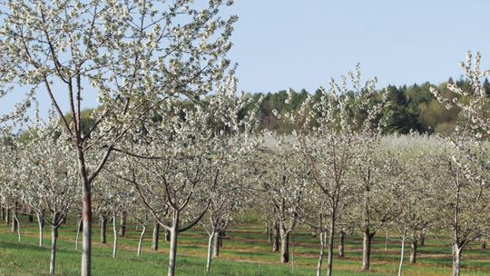 Cool weather abundant amid cherry blossom season
