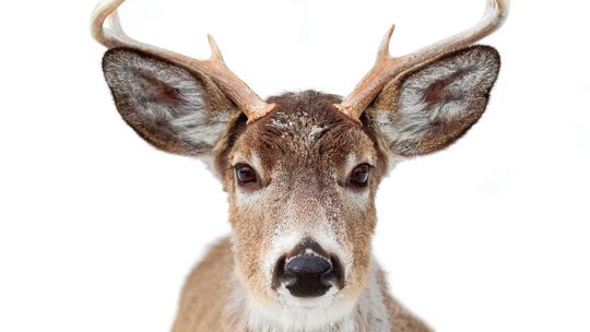 Cooperation sought for bovine tuberculosis infected deer