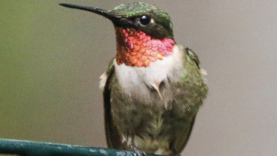 County welcomes hummingbird return