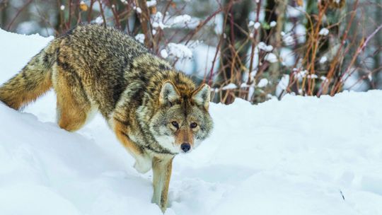 Coyote population is plentiful