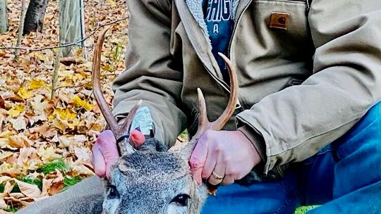 Deer killed down: Hunters report