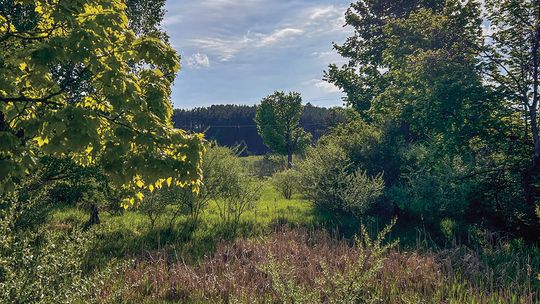 Docents help interpret the flora, fauna and geological features of Leelanau Conservancy. Courtesy photo