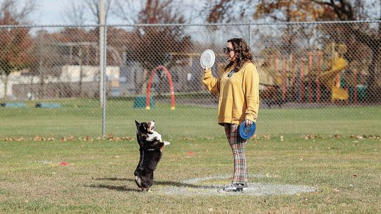 Dog lovers unite: disc dog league starts in January