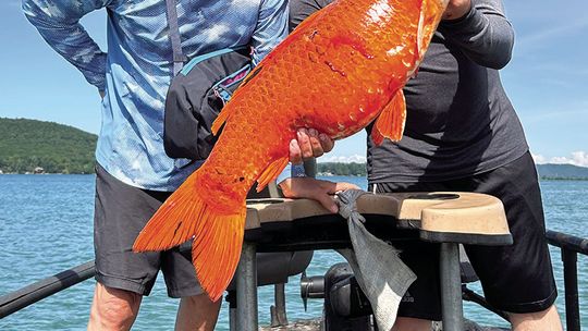 Glen Lake Association biologist Rob Karner poses with Sam James of Thundering Aspens Bow Fishing team on Little Glen Lake Monday. The spear fishing team of Greg Wright and James caught four carp, two Koi, and two common carp. One of the Koi’s was a spear fishing world record at 32.5 inches...