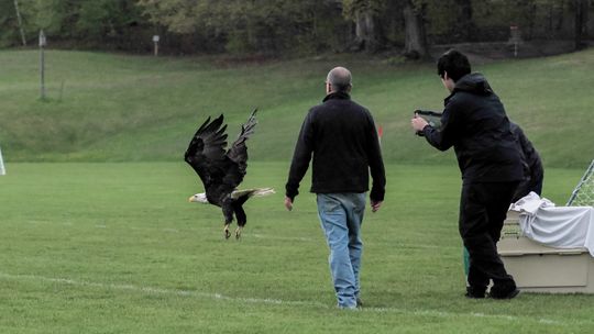 Eagle released at Myles Kimmerly park