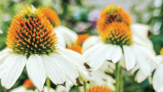 Echinacea is a genus of herbaceous flowering plants in the daisy family