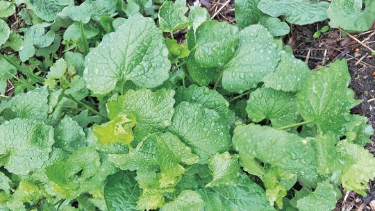 It’s best to dispose of the invasive garlic mustard before it goes to seed. Enterprise file photo