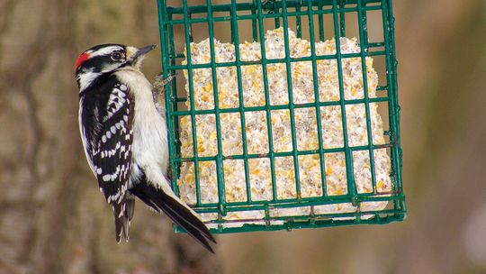 Enjoying backyard birds; offer ‘snacks’