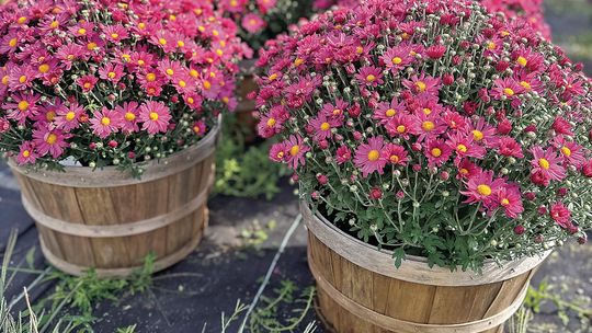 Fall color for the garden