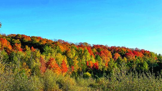 Fall colors were at peak vibrancy this past weekend along the Leelanau Trail and throughout the county. Enterprise photo by Meakalia Previch-Liu