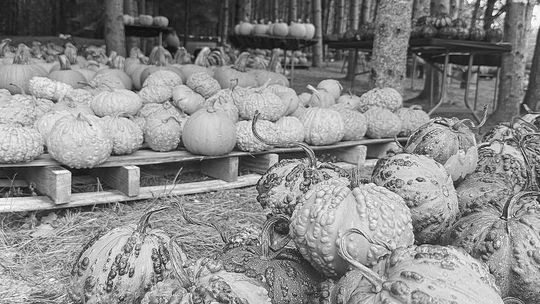 Fall is here and the pumpkins are going fast at local farmstand across the country
