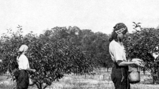 First fruit growers put Leelanau on the map