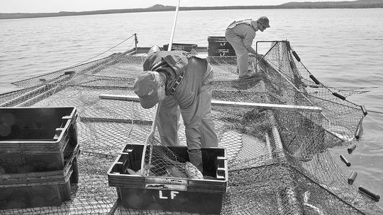 Captain Jerry Vanlandschoot of Munising and Adam Kilway dip whitefish from a trap net aboard Joy in 2010. Meggen Watt Petersen Photos