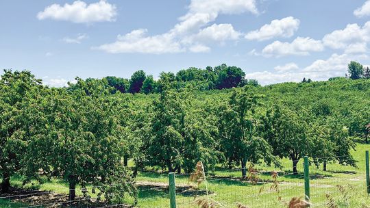 Fluffy clouds serve as a backdrop for this fruit orchard which will soon be abuzz with harvest activity