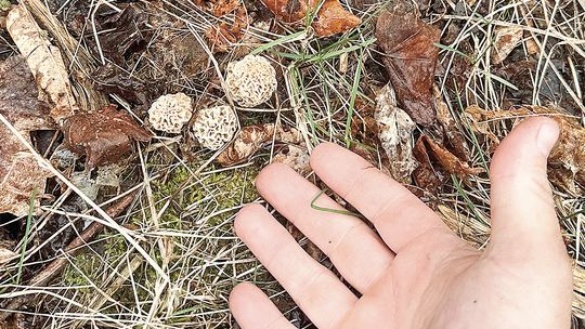 Foraging season begins in Leelanau