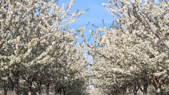 Fruit blossoms expected this weekend