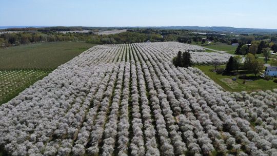 Fruit blossoms expected this weekend