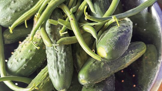 Gardening makes 'cents'