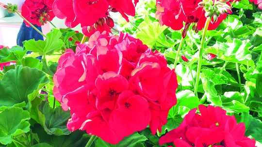 Geraniums are prominent in many a grave marker plantings for Memorial Day