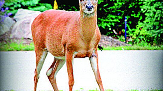 Bob Jones of Glen Arbor captured this image of a buck and another furry friend.