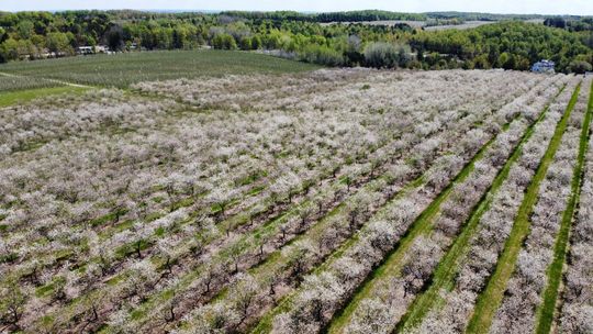 Global tart cherry market outlook